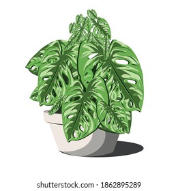 Vector image of monstera ornamental plants