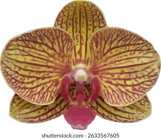 vector image of moon orchid flower on a white background
