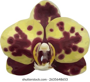 imagem vetorial de flor de orquídea da lua em um fundo branco
