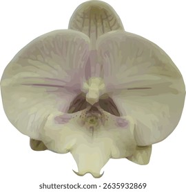 vector image of moon orchid flower soft color on a white background