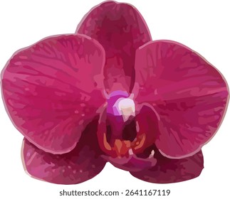 vector image of moon orchid flower on a white background