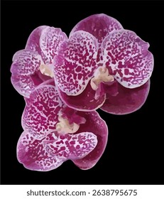 vector image of moon orchids flower on a black background
