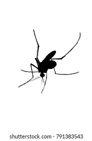 Vector image of a mosquito in the black.