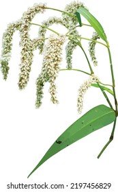 Vector Image Nodding Smartweed (Persicaria lapathifolia) Wetland Wildflower Isolated