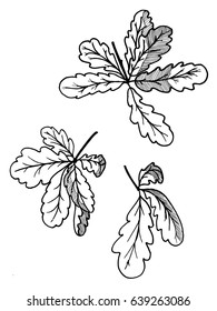 Vector image of oak branches, leaves. Isolated image on white background. Trees as a symbol of power and wisdom. Hand-drawn pictures.Black-and-white image, graphics.