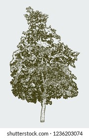 Vector image of old deciduous tree