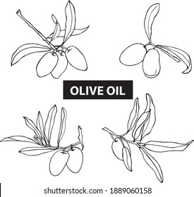 Vector image of olives on white background. 