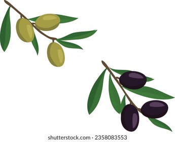 Vector image of olives prepared and cleaned