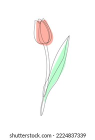 Vector image of the one pink, red tulip isolated on the white background. One line art, single line art.