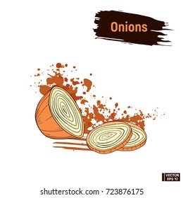 Vector image. Onions colored sketch in hand drawing style. Picture sliced of a onions in sepia