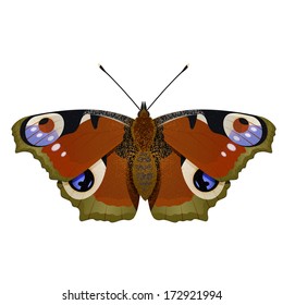Vector image of orange big  nature Butterfly