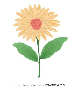 vector image of orange gerbera flower