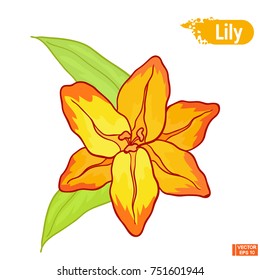 Vector image. Orange lily flower. Picture of a beautiful blossoming flower