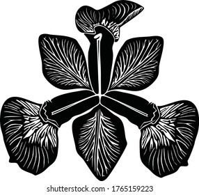 imagen vectorial de la flor orquídea sobre un fondo blanco