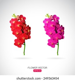 Vector image of orchid flower on white background