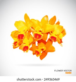 Vector image of orchid flower on white background