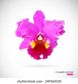 Vector image of orchid flower on white background