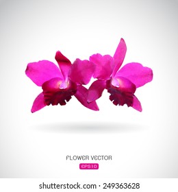 Vector image of orchid flower on white background