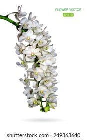 Vector image of orchid flower on white background
