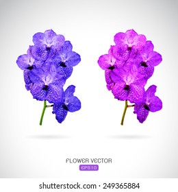 Vector image of orchid flower on white background