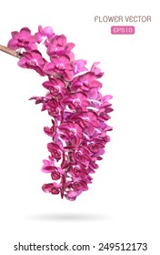Vector image of orchid flower on white background
