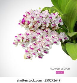 Vector image of orchid flower on white background
