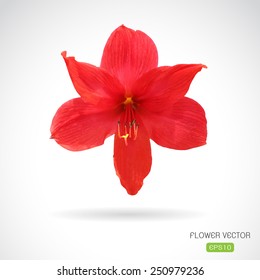 Vector image of orchid flower on white background