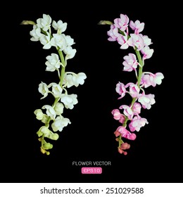 Vector image of orchid flower on black background
