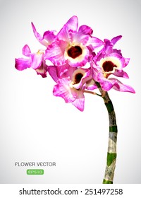Vector image of orchid flower on white background