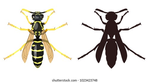 Vector image of an ordinary wasp and its dark silhouette on white background. View from above. Insects
