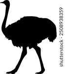 Vector image of an ostrich