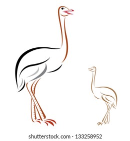 Vector image of an ostrich on white background