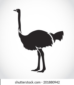 Vector image of an ostrich on white background