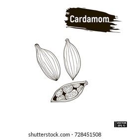 Vector image. Outline black, cardamom. Sketch cardamom, imitation of ink.