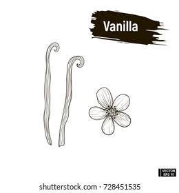 Vector image. Outline black, vanilla. Sketch flower and sticks vanilla, imitation of ink.