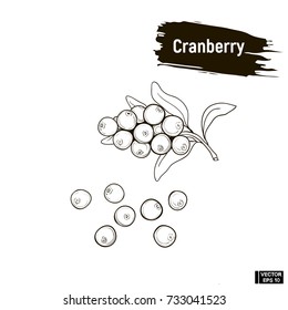 Vector Image. Outline Drawing Of Berry. Cranberry Hand Drawing Sketch, Imitation Of Ink.