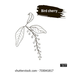 Vector image. Outline drawing of berry. Bird cherry hand drawing sketch, imitation of ink.