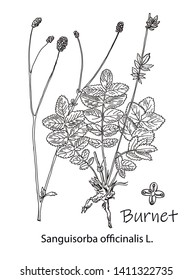 Vector image. Outline drawing of a burnet. A plant hand drawing. Black and white flowers and leaves. Botanical illustration.