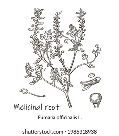Vector image. Outline drawing of a melicinal root. A plant hand drawing. Black and white flowers and leaves. Botanical illustration.