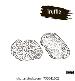 Vector image. Outline drawing of mushrooms. Truffle hand drawing sketch, imitation of ink.