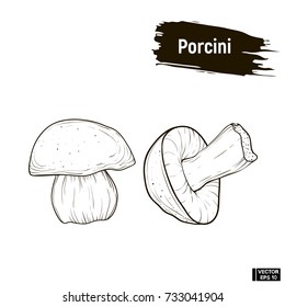 Vector image. Outline drawing of mushrooms. Porcini hand drawing sketch, imitation of ink.