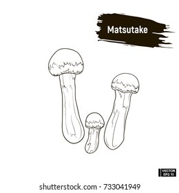 Vector image. Outline drawing of mushrooms. Matsutake hand drawing sketch, imitation of ink.