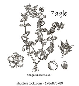 Vector image. Outline drawing of a pagle. A plant hand drawing. Black and white flowers and leaves. Botanical illustration.