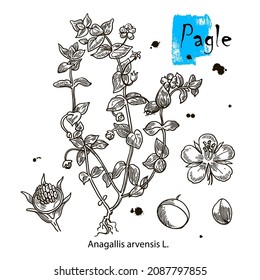 Vector image. Outline drawing of a pagle. A plant hand drawing. Black and white flowers and leaves. Botanical illustration.