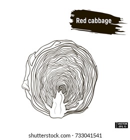 Vector Image. Outline Drawing Of Vegetable. Red Cabbage Hand Drawing Sketch, Imitation Of Ink.