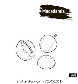 Vector image. Outline image of macadamia, imitation of ink. Couture hazelnuts .