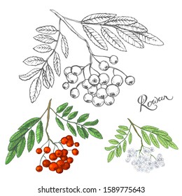 Vector image of an outline of a rowan branch with berries and its painted version on a white background.