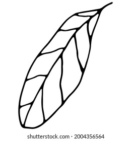 A vector image of the outline of a tree leaf. A sketch. Hand-drawn. Design of posters, postcards, invitations, design of weddings, holidays, decor, prints, textiles, wallpapers, fabrics.