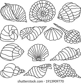 Vector image of outlines various sea shells