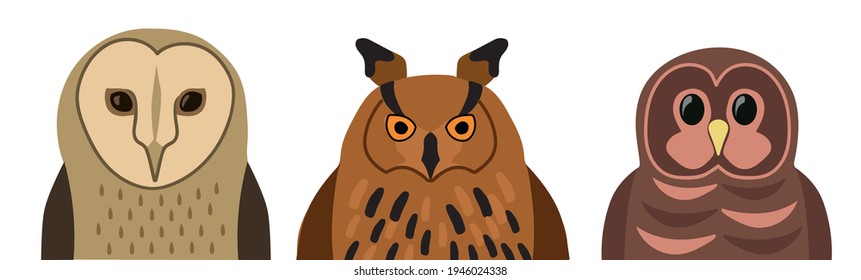 vector image of owls set